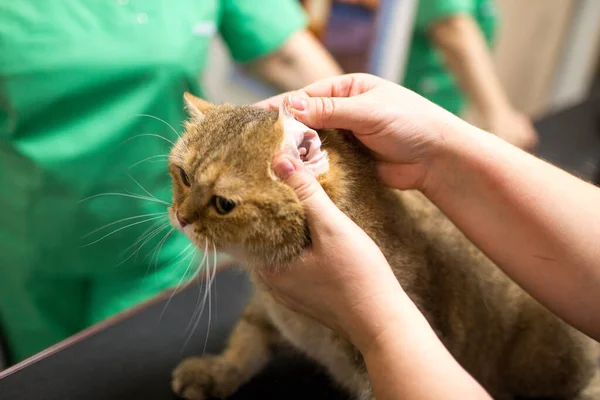 Cat ve Pet güzellik salonunda tımar ediliyor.. — Stok fotoğraf