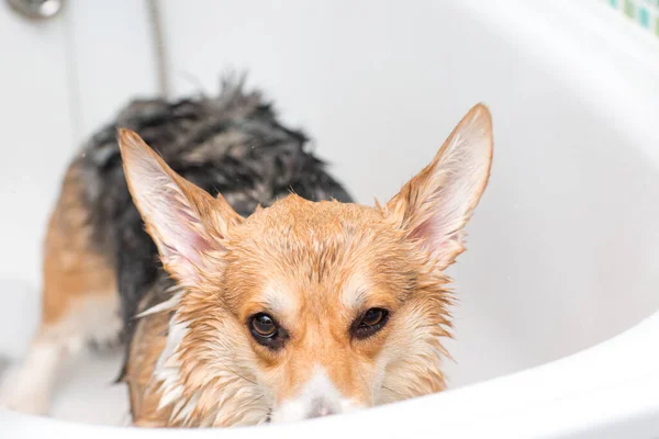 Корги моет собаку в ванной. Уход за животными — стоковое фото