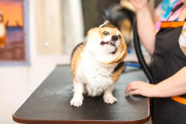 Köpek Corgi Kurutma Hayvan Yetiştirme ve Saç Tarzı Konsepti. — Stok fotoğraf