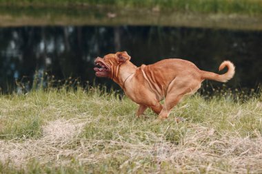 Dogue de Bordeaux 'nun portresi. Köpek mastiff pet.