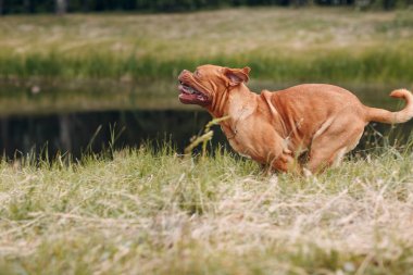 Dogue de Bordeaux 'nun portresi. Safkan Fransız Mastiff köpeği..