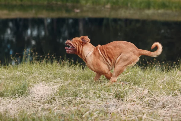 Retrato de Dogue de Bordeaux. Mastim cão animal de estimação . — Fotografia de Stock