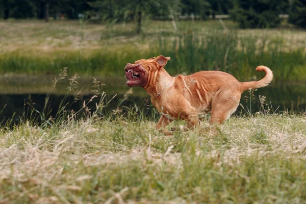 Portret z Dogue de Bordeaux. Pies mastiff pet. — Zdjęcie stockowe