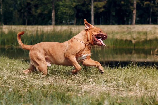 Retrato de Dogue de Bordeaux. Mastim cão animal de estimação . — Fotografia de Stock