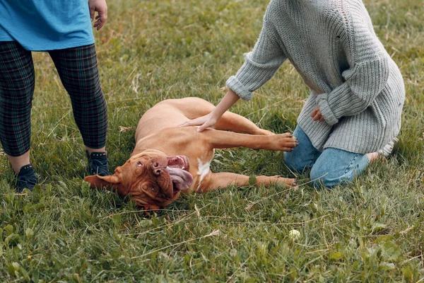 도 그 드 보르도 (Dogue de Bordeaux) 또는 프랑스 마스티프 (French Mastiff) 가 야외 공원에서 젊은 여자와 함께 — 스톡 사진