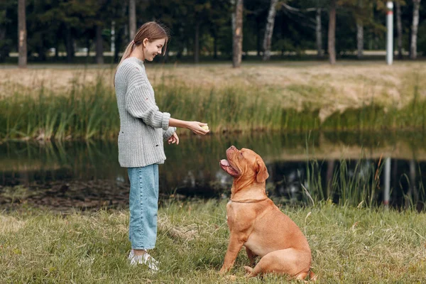 Dogue de Bordeaux o French Mastiff con giovane donna che gioca con la palla al parco all'aperto — Foto Stock