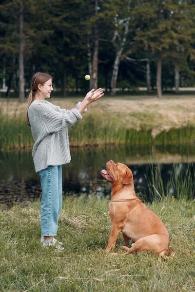 Dogue de Bordeaux o French Mastiff con giovane donna che gioca con la palla al parco all'aperto — Foto Stock