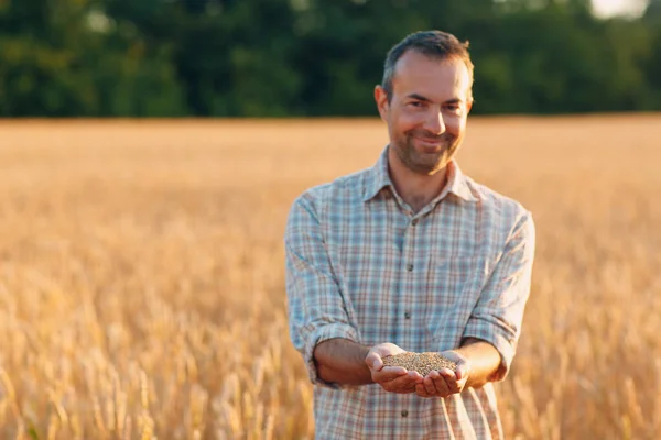 Mani contadine tengono semi di grano maturi dopo il raccolto — Foto Stock