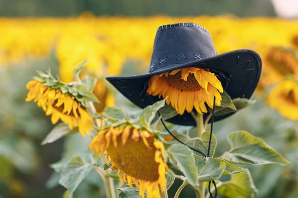 Καπέλο αγρότη σε λουλούδι σε ένα χωράφι με ηλιοτρόπια. — Φωτογραφία Αρχείου