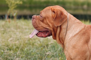 Dogue de Bordeaux portresi. Köpek mastiff pet.