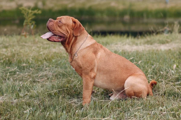 Perfil del retrato Dogue de Bordeaux. Mastiff perro mascota . —  Fotos de Stock