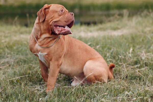 Profilo ritratto Dogue de Bordeaux. Cane mastino animale domestico. — Foto Stock