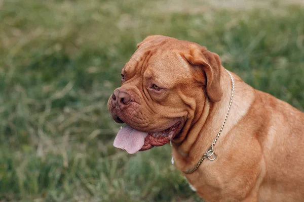 Perfil del retrato Dogue de Bordeaux. Mastiff perro mascota . — Foto de Stock