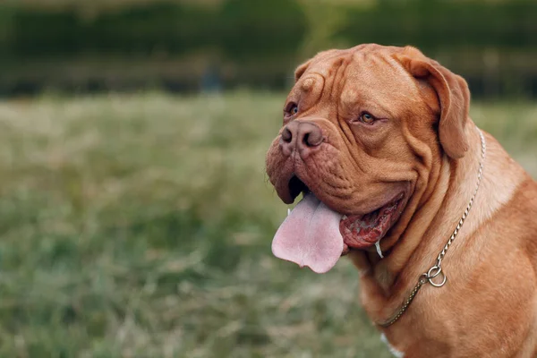 Porträtt Dogue de Bordeaux. Hund mastiff husdjur. — Stockfoto