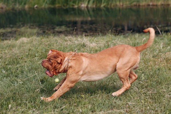 Retrato Dogue de Bordeaux. Mastim cão animal de estimação . — Fotografia de Stock