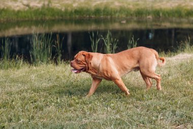 Portre Dogue de Bordeaux. Köpek mastiff pet.