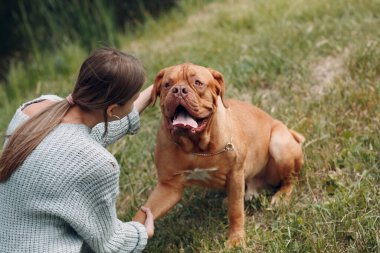 Dogue de Bordeaux ya da French Mastiff açık hava parkında genç bir kadına pençe atıyor