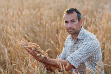 Gün batımında buğday tarlasında çiftçi adam. Çiftçilik ve tarım ürünleri.,