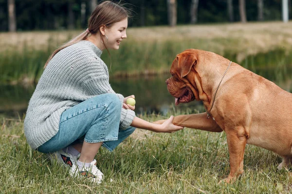 Dogue de Bordeaux o francese Mastiff dà zampa giovane donna al parco all'aperto — Foto Stock