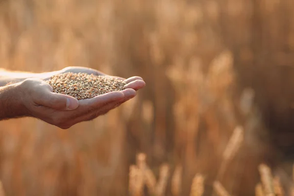 Mani contadine tengono semi di grano maturi dopo il raccolto con spazio copia — Foto Stock