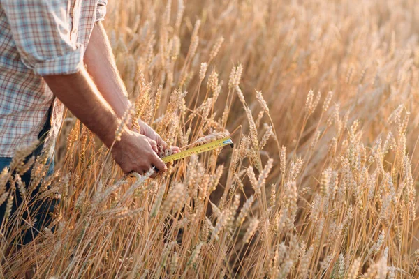 농부는 농토에서 통치하는 밀의 귀를 사용하여 조사하고 측정 한다. 풍부 한 수확 개념 — 스톡 사진