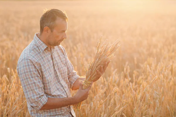 L'uomo contadino tiene un covone di spighe di grano nel campo di cereali al tramonto. Agricoltura e raccolto agricolo, — Foto Stock