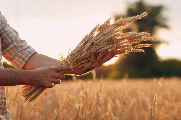 L'uomo contadino tiene un covone di spighe di grano nel campo di cereali al tramonto. Agricoltura e raccolto agricolo, — Foto Stock