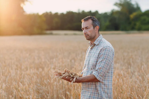 Uomo contadino nel campo di grano al tramonto. Agricoltura e raccolto agricolo, — Foto Stock