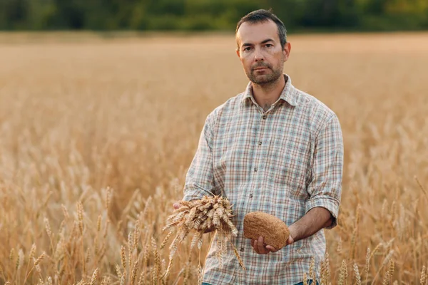 L'uomo agricoltore tiene covone di spighe di grano e pane in fondo campo di cereali al tramonto. Agricoltura e raccolto agricolo, — Foto Stock