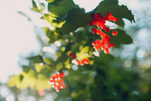 Parkta güneş ışığına karşı kırmızı viburnum dalı. Viburnum opulus üzümü ve yaprakları — Stok fotoğraf