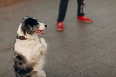 Köpek sokakta arka ayakları üzerinde duruyor.