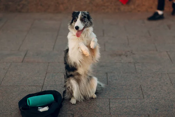 Hund steht auf Hinterbeinen und verdient Geld auf der Straße — Stockfoto