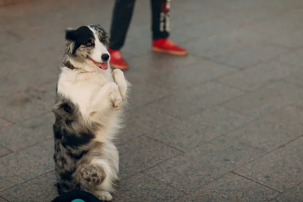 Köpek sokakta arka ayakları üzerinde duruyor. — Stok fotoğraf