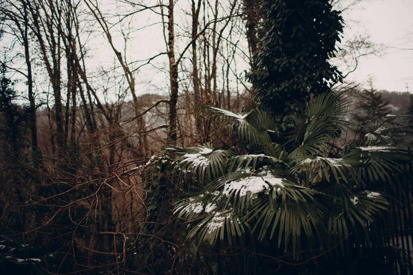 Palm leaf under snow in evening park — Stock Photo, Image