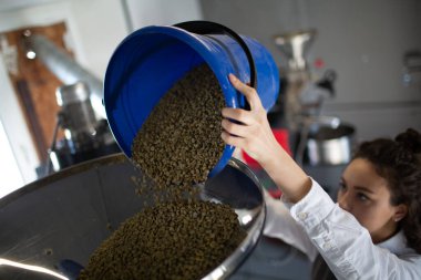 Kahve kızartma makinesinde kahve kızartılıyor. Genç bayan barista yeşil kahve çekirdeklerini aparata dolduruyor.