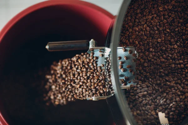 Coffee cooling in roaster machine at coffee roasting process. Young woman worker barista Mixing and pours out coffee beans.