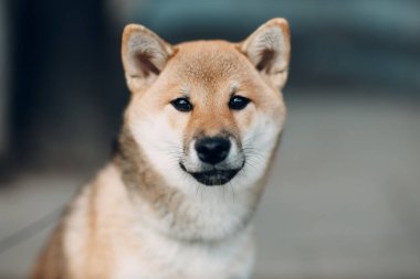 Shiba Inu evcil Japon ulusal köpeği.