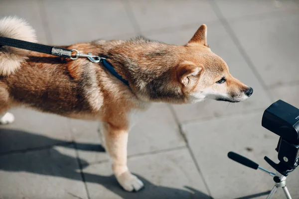 Сиба-Ину, японская национальная собака — стоковое фото