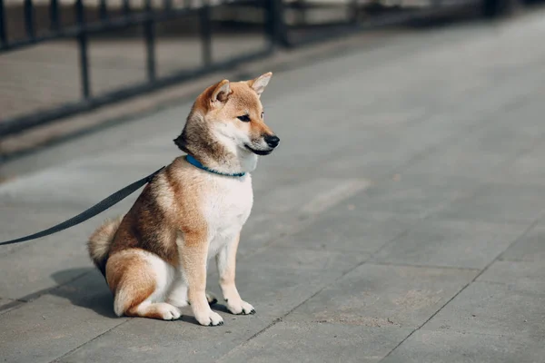 Shiba Inu evcil Japon ulusal köpeği. — Stok fotoğraf