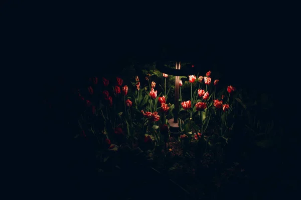 Ein Blumenbeet mit rosa Rosenblüten im Dunkeln wird von einer Gartenlampe beleuchtet — Stockfoto
