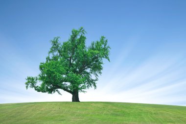 Mavi gökyüzü ve çim ile tek başına duran ağaç.