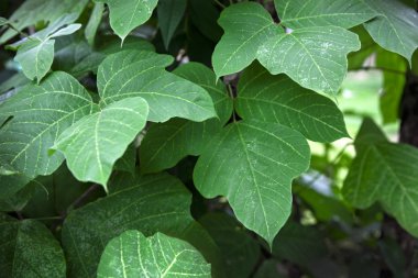 Kudzu asma yakın çekimler.