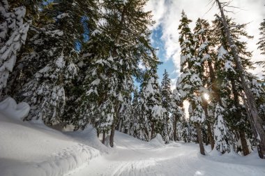 çam ağaçları kadar yükselerek güneş