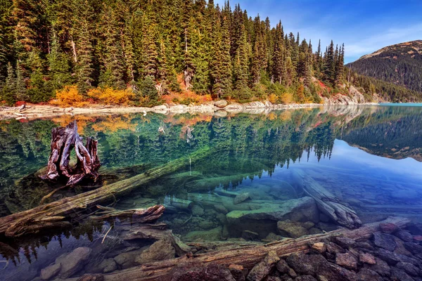 Jehličnaté stromy a jezero — Stock fotografie