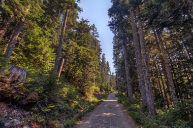 Ağaçların arasından yol