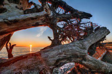 karışık kökleri ve dalları