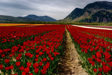 parlak yakut kırmızı lale