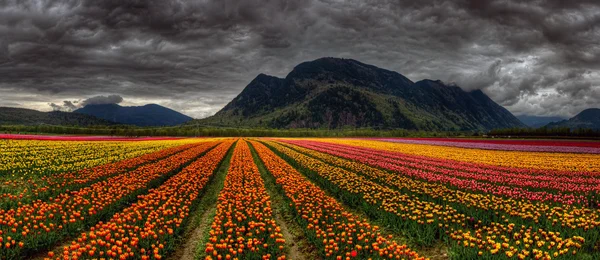 Lindas tulipas coloridas — Fotografia de Stock