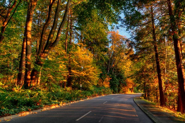 Ormana giden yol.