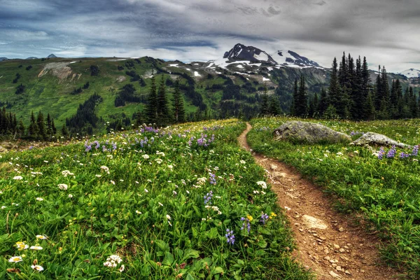 Cesta přes květiny, Whistler Mountain — Stock fotografie